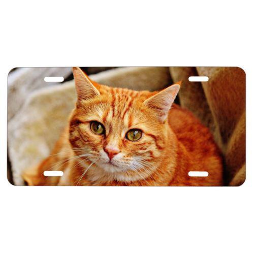 Custom license plates personalized with cat photo