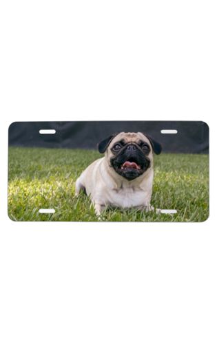 License Plate